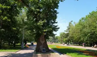 Тополь на площади Павших Борцов, фотография 2
