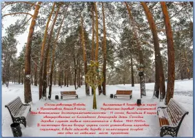 «11 Победных сосен. Посажены детьми из блокадного Ленинграда в августе 1945 года», фотография 2