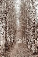 Аллея ветеранов Великой Отечественной войны, фотография 3