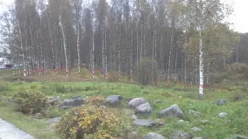 Блокадные березки