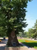 
        Тополь на площади Павших Борцов
      , проспект Ленина