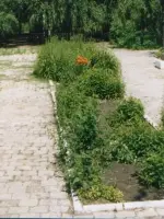 
        Аллея Героев Советского Союза - наровчатцев
      , Россия, Пензенская область, Наровчатский район, село Наровчат