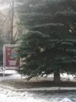 Аллея Героев «ЗОЛОТЫЕ ЗВЁЗДЫ ГУСЕВЦЕВ» г.Курлово, Гусь-Хрустальный район, Владимирская область, Россия, Владимирская область, Гусь-Хрустальный район, Курлово