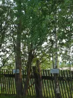 Памятник ветеранам ВОв, Россия, Кировская область, Малмыжский район, деревня Салкым-Чишма