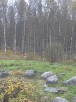 Блокадные березки, шоссе Дорога Жизни