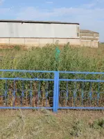 Могила неизвестных воинов - хутор Морозов, Морозовский район, Ростовская область, Россия, Ростовская область, Морозовский район, хутор Морозов
